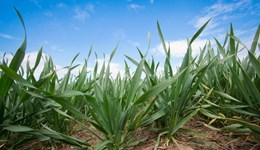 Mid-season prediction of grain protein content to guide nitrogen management in milling wheat